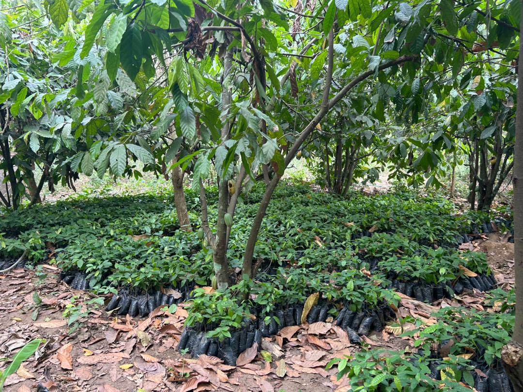 Cocoa Seedling 4