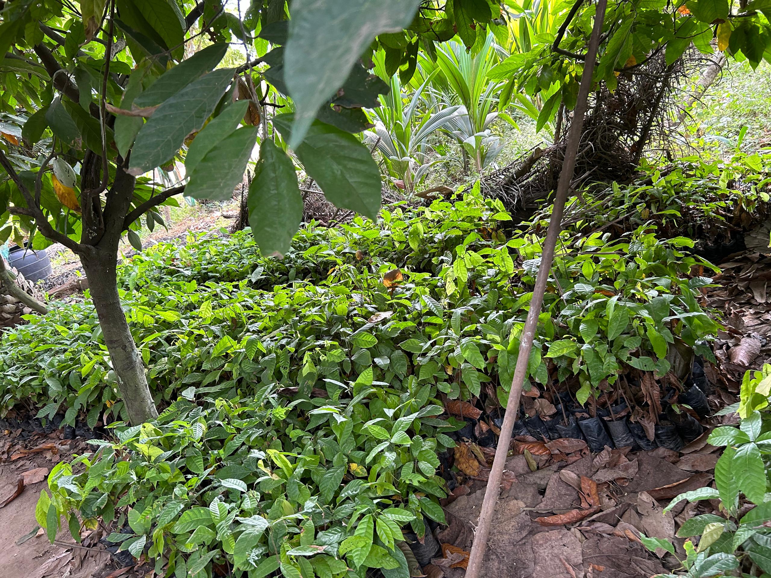 Cocoa Seedling 3